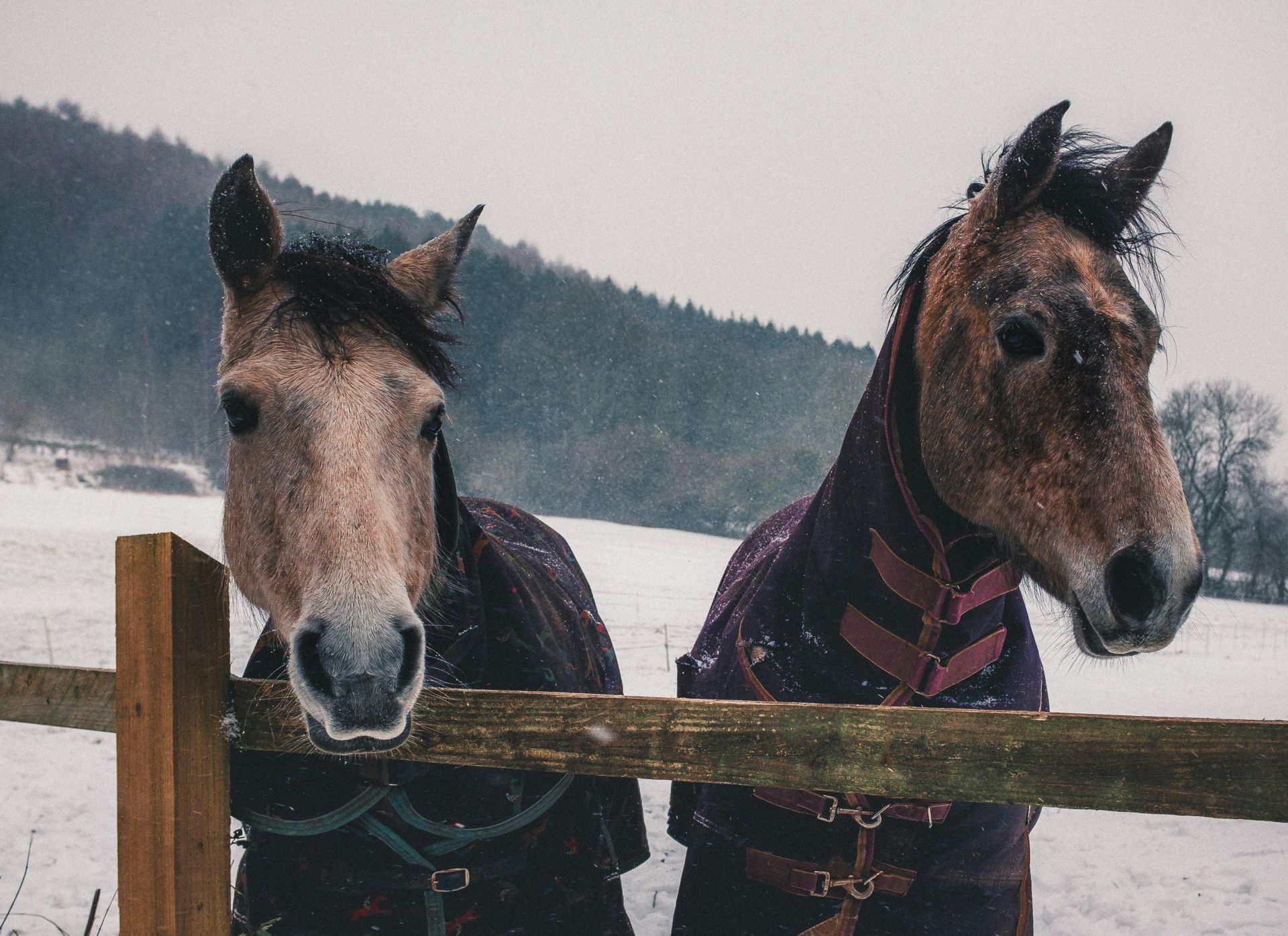 Dos caballos vestidos con mantas se encuentran detrás de una valla de madera en un campo nevado.