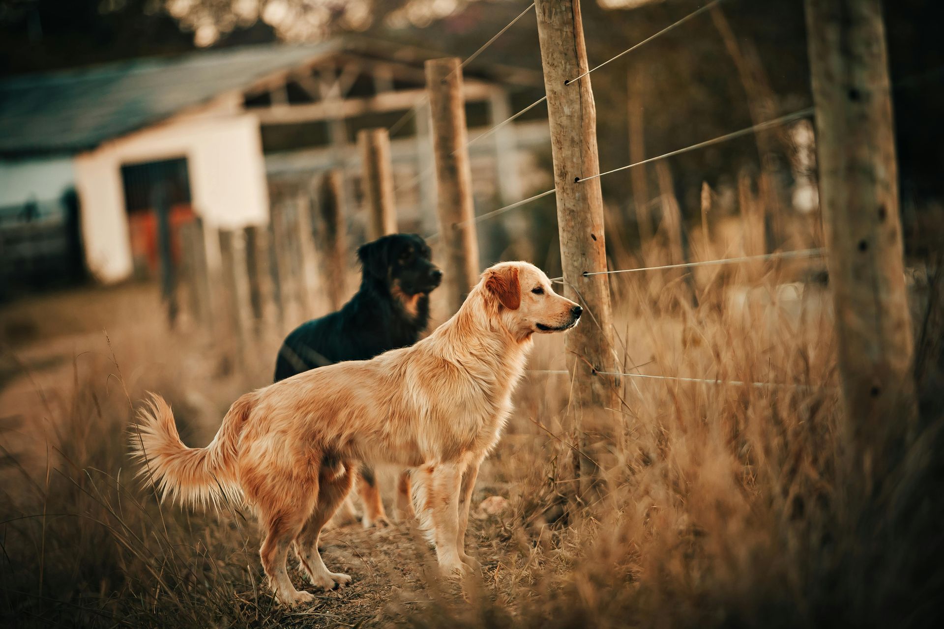 Un golden retriever y un perro negro están junto a una valla, en un campo de hierba con un edificio al fondo.