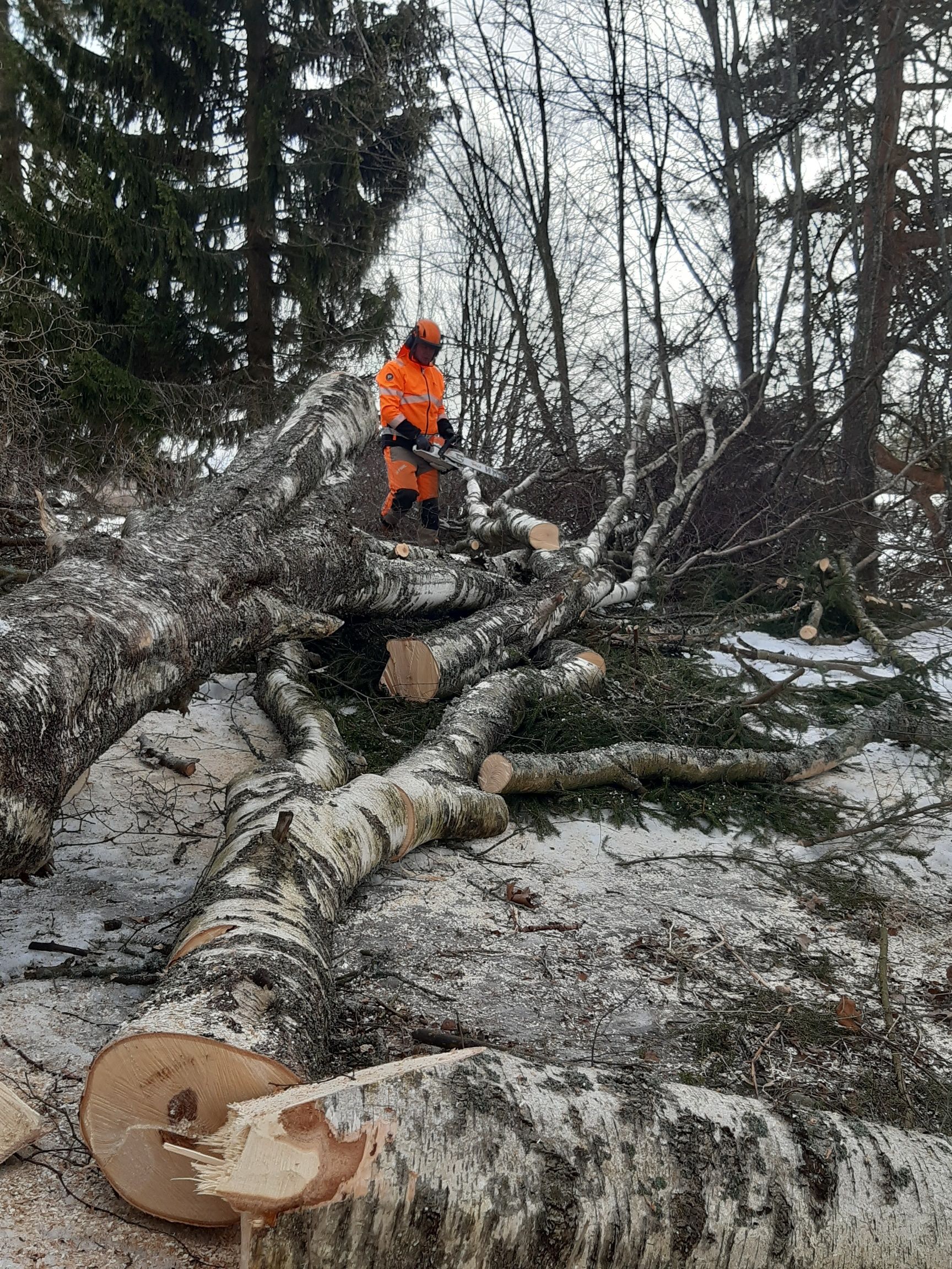 Tonttien raivaukset ja metsänhoitotyöt asiantuntemuksella – Härmä Forest.
