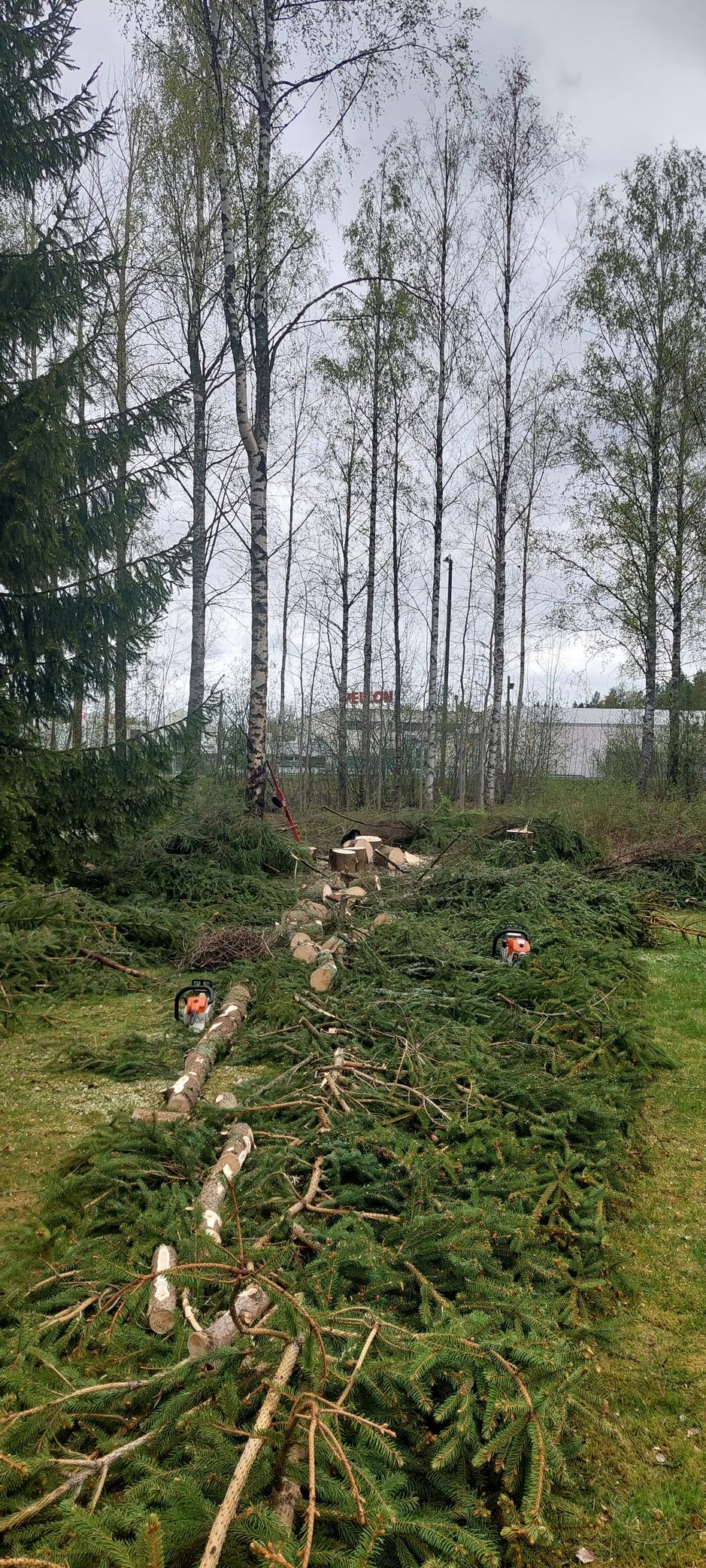 Turvallista ja tehokasta puiden kaatoa pihapiirissä – Härmä Forest.