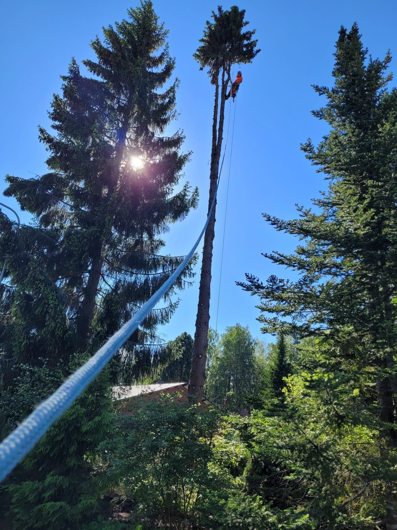 Ammattitaitoinen puunkaato ja metsuripalvelut Etelä-Pohjanmaalla – Härmä Forest.