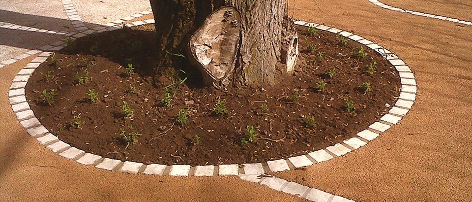 Un tronc d'arbre dans la terre