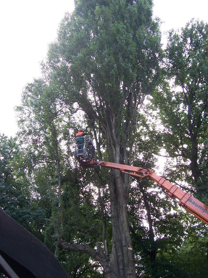 Baumfällung mit Arbeitsbühne