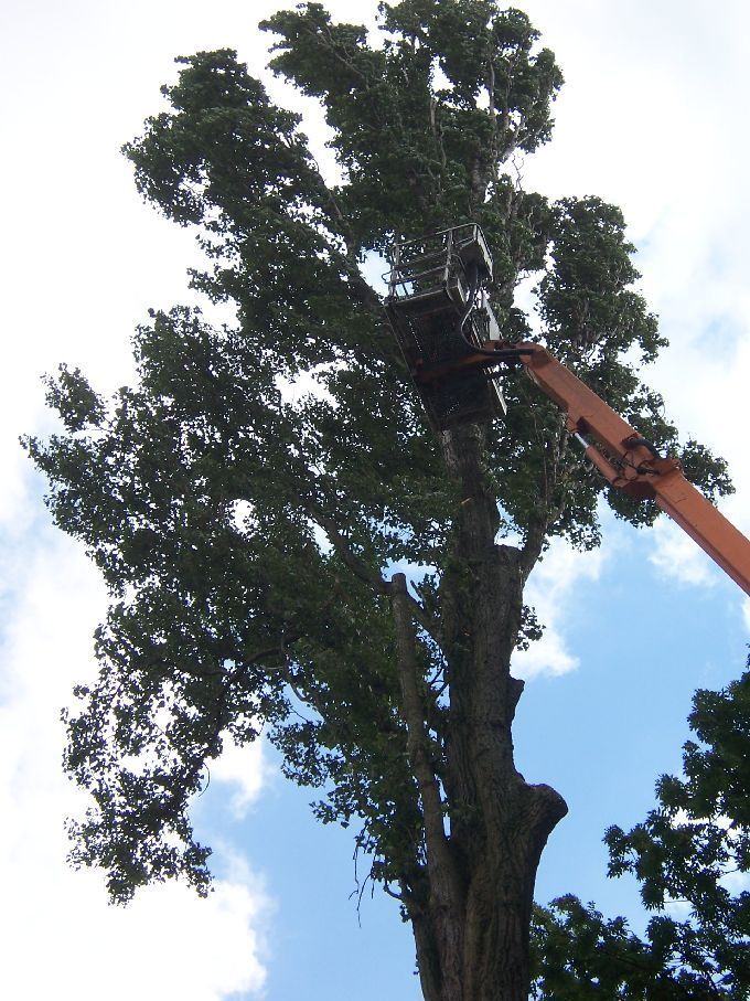 Baumfällung mit Arbeitsbühne