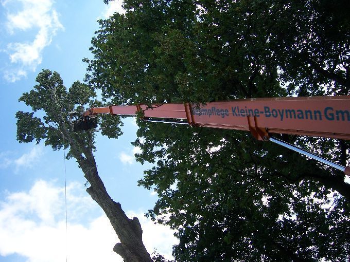 Baumfällung mit Arbeitsbühne
