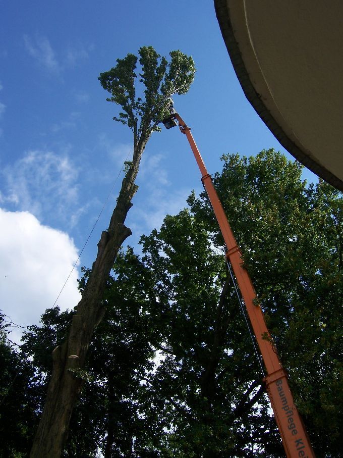 Baumfällung mit Arbeitsbühne