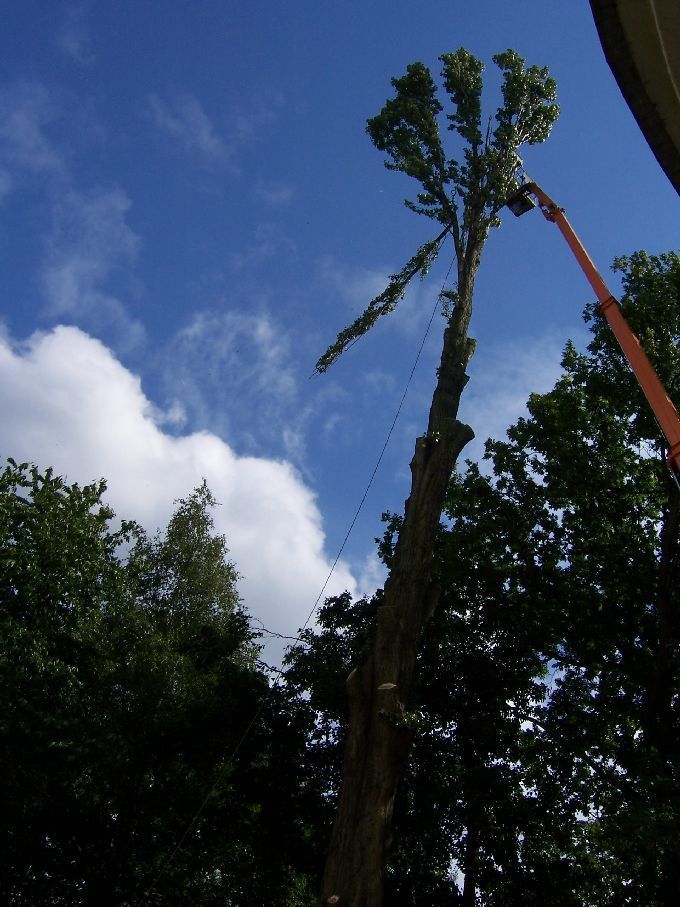 Baumfällung mit Arbeitsbühne