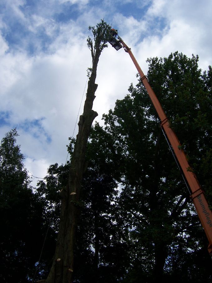 Baumfällung mit Arbeitsbühne