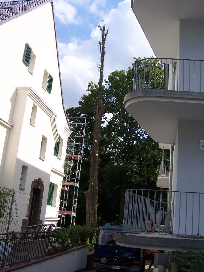 Baumfällung mit Arbeitsbühne