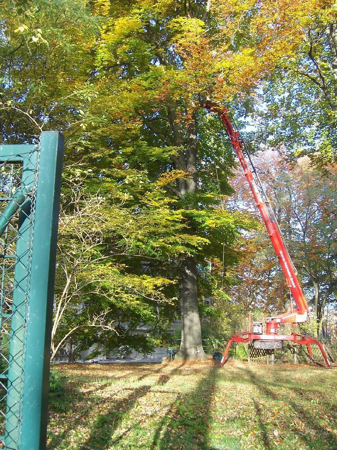 Baumfällung durch Seilklettertechnik Kleine Boymann