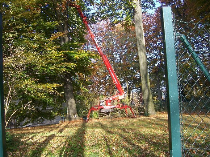 Baumfällung durch Seilklettertechnik Kleine Boymann