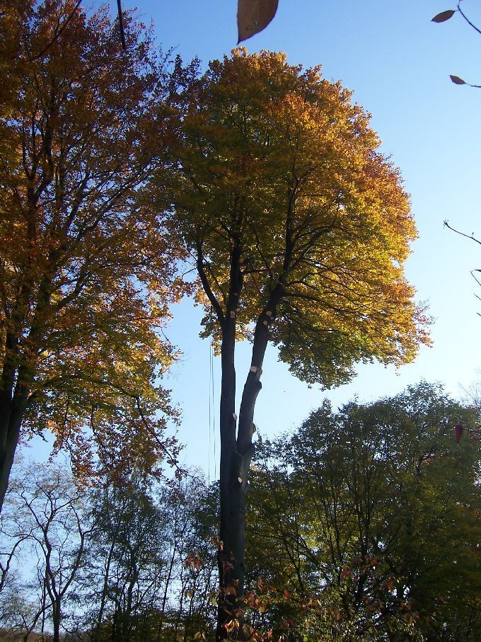 Baumfällung durch Seilklettertechnik Kleine Boymann