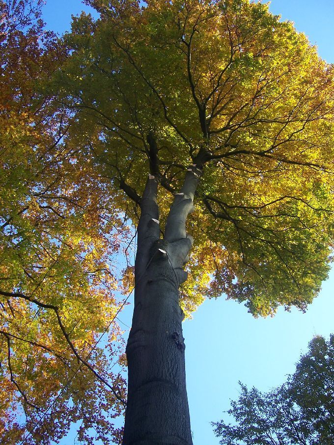 Baumfällung durch Seilklettertechnik Kleine Boymann