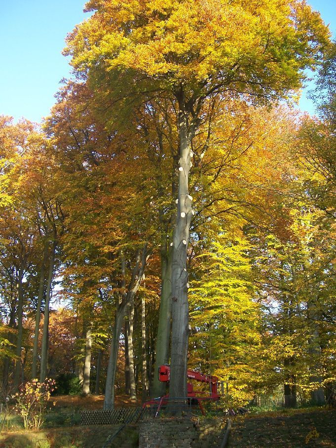 Baumfällung durch Seilklettertechnik Kleine Boymann