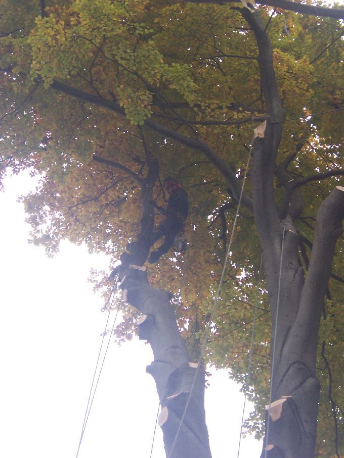 Baumfällung durch Seilklettertechnik Kleine Boymann