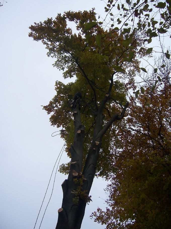Baumfällung durch Seilklettertechnik Kleine Boymann
