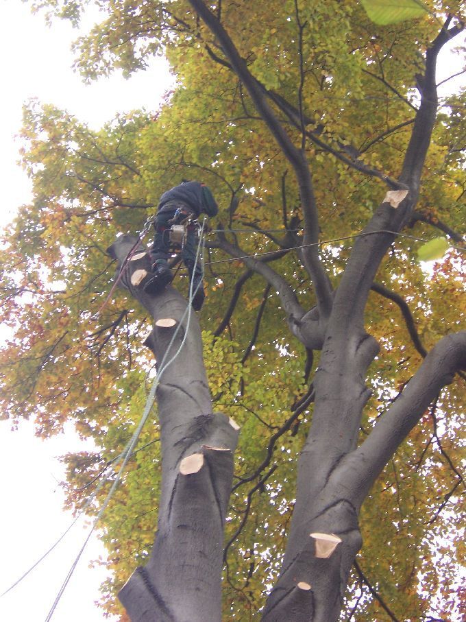 Baumfällung durch Seilklettertechnik Kleine Boymann