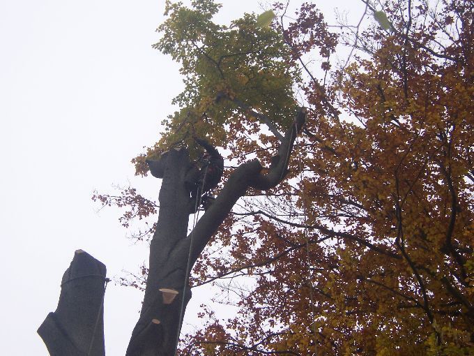 Baumfällung durch Seilklettertechnik Kleine Boymann