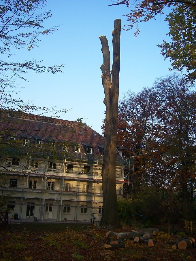 Baumfällung durch Seilklettertechnik Kleine Boymann