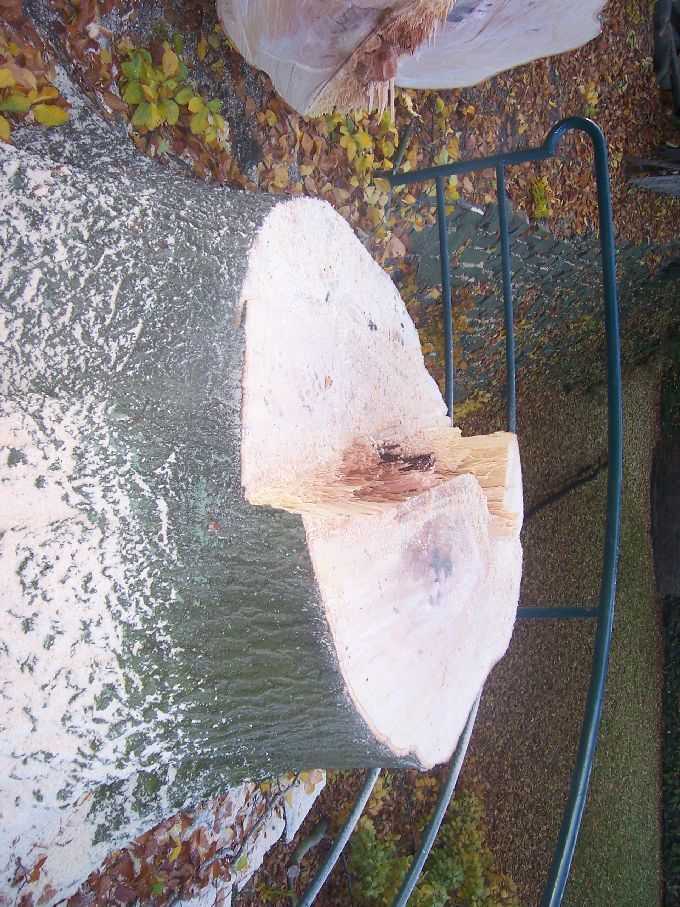 Baumfällung durch Seilklettertechnik Kleine Boymann