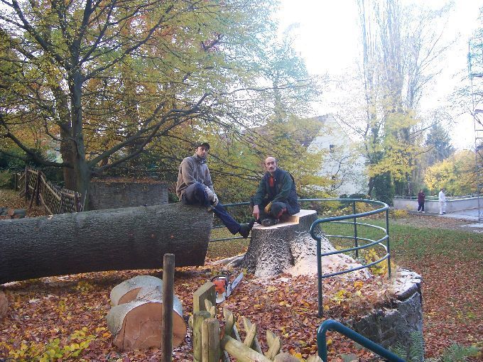 Baumfällung durch Seilklettertechnik Kleine Boymann