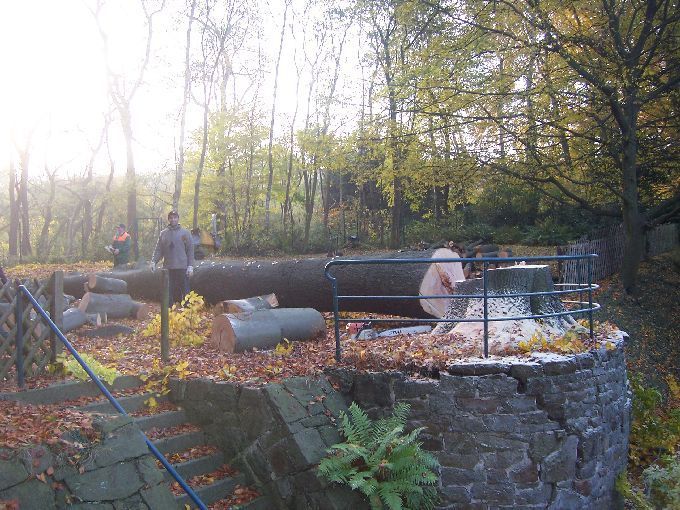 Baumfällung durch Seilklettertechnik Kleine Boymann