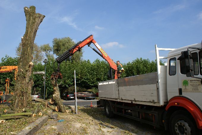Kleine Boymann GmbH - Ihr Baumspezialist