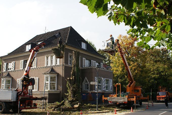 Kleine Boymann GmbH - Ihr Baumspezialist