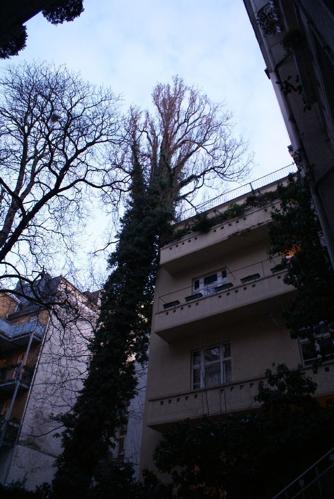 Baumfällung in einem Innenhof in Düsseldorf