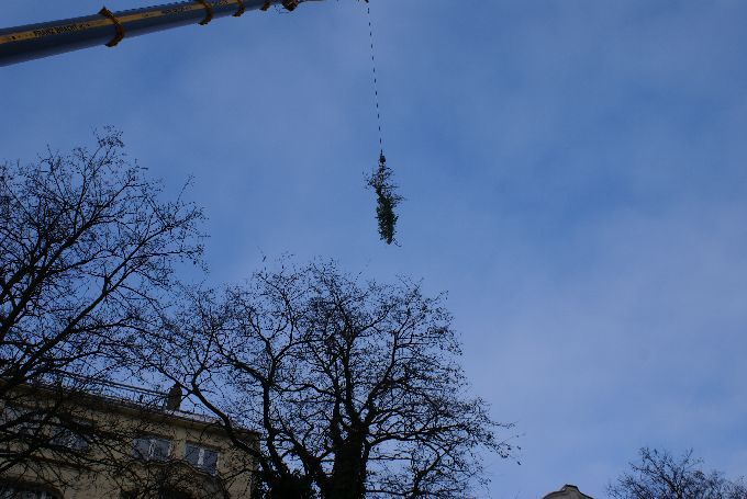 Kleine Boymann GmbH - Ihr Baumspezialist in Erkrath