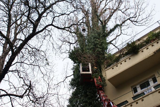 Baumfällung in einem Innenhof in Düsseldorf