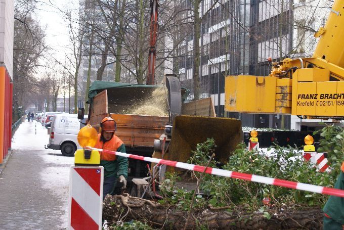 Baumfällung in einem Innenhof in Düsseldorf