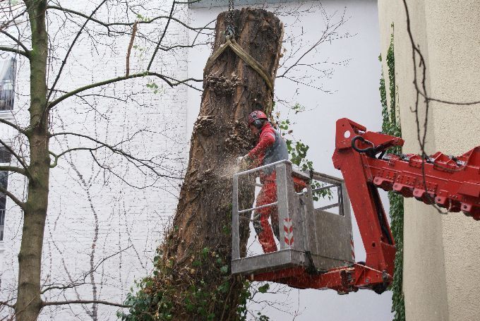 Baumfällung in einem Innenhof in Düsseldorf