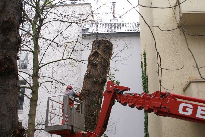 Baumfällung in einem Innenhof in Düsseldorf