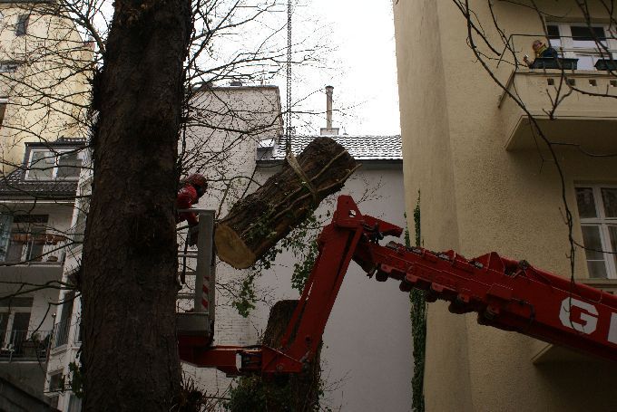 Baumfällung in einem Innenhof in Düsseldorf