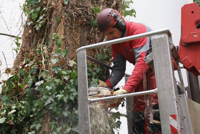 Baumfällung in einem Innenhof in Düsseldorf