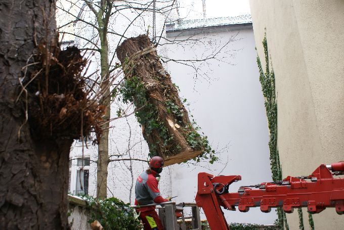 Baumfällung in einem Innenhof in Düsseldorf