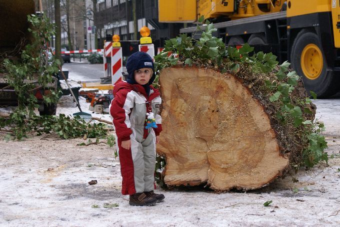 Kleine Boymann GmbH - Ihr Baumspezialist