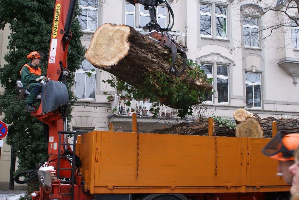 Baumfällung in einem Innenhof in Düsseldorf