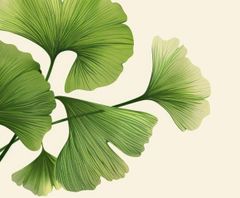 Logo feuille d'arbre