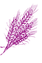 Un dibujo lineal de un pequeño manojo de tallos de trigo, representados en color púrpura.