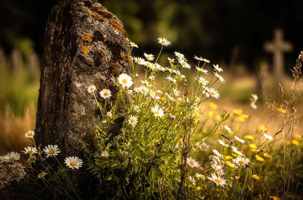 Steingrabstein neben Gänseblümchen und anderen Wildblumen, im Hintergrund ein Kreuz.