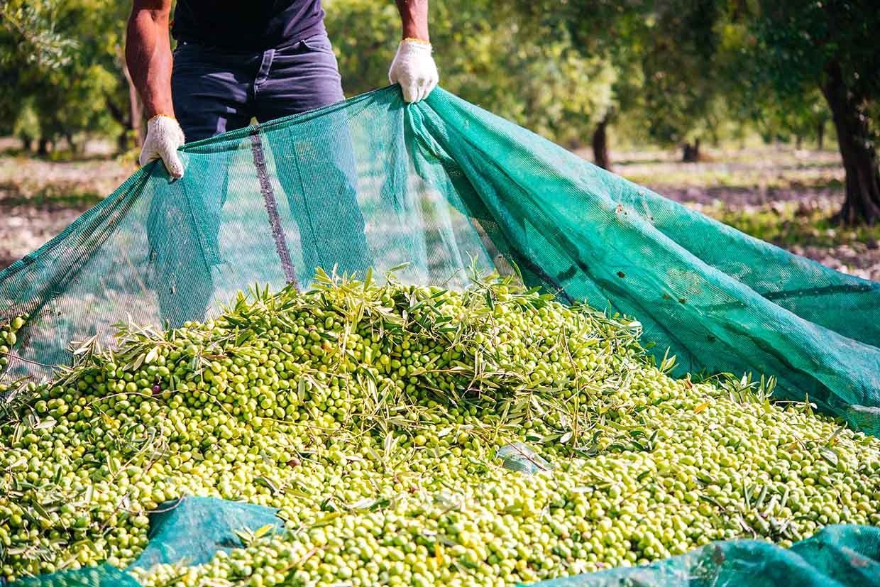 Un hombre sostiene una red sobre un montón de aceitunas.