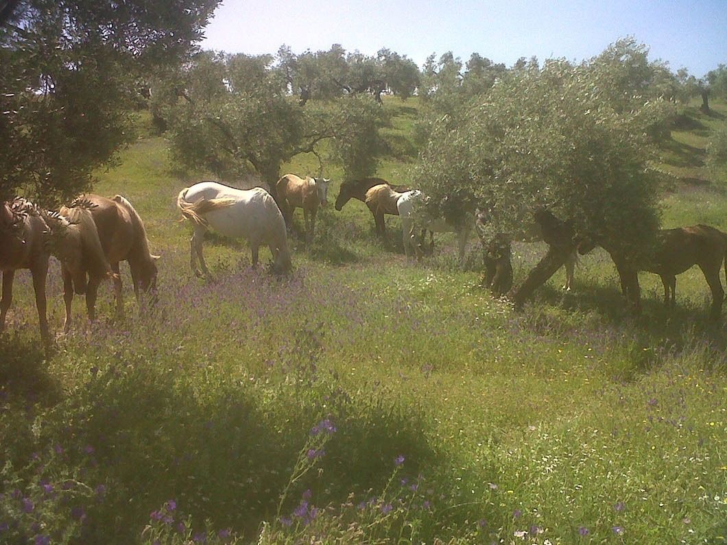 Una manada de caballos pastando en un campo de hierba