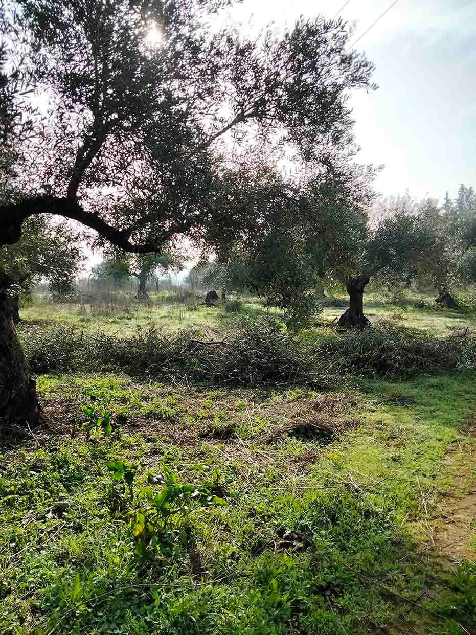arbol