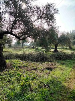 arbol