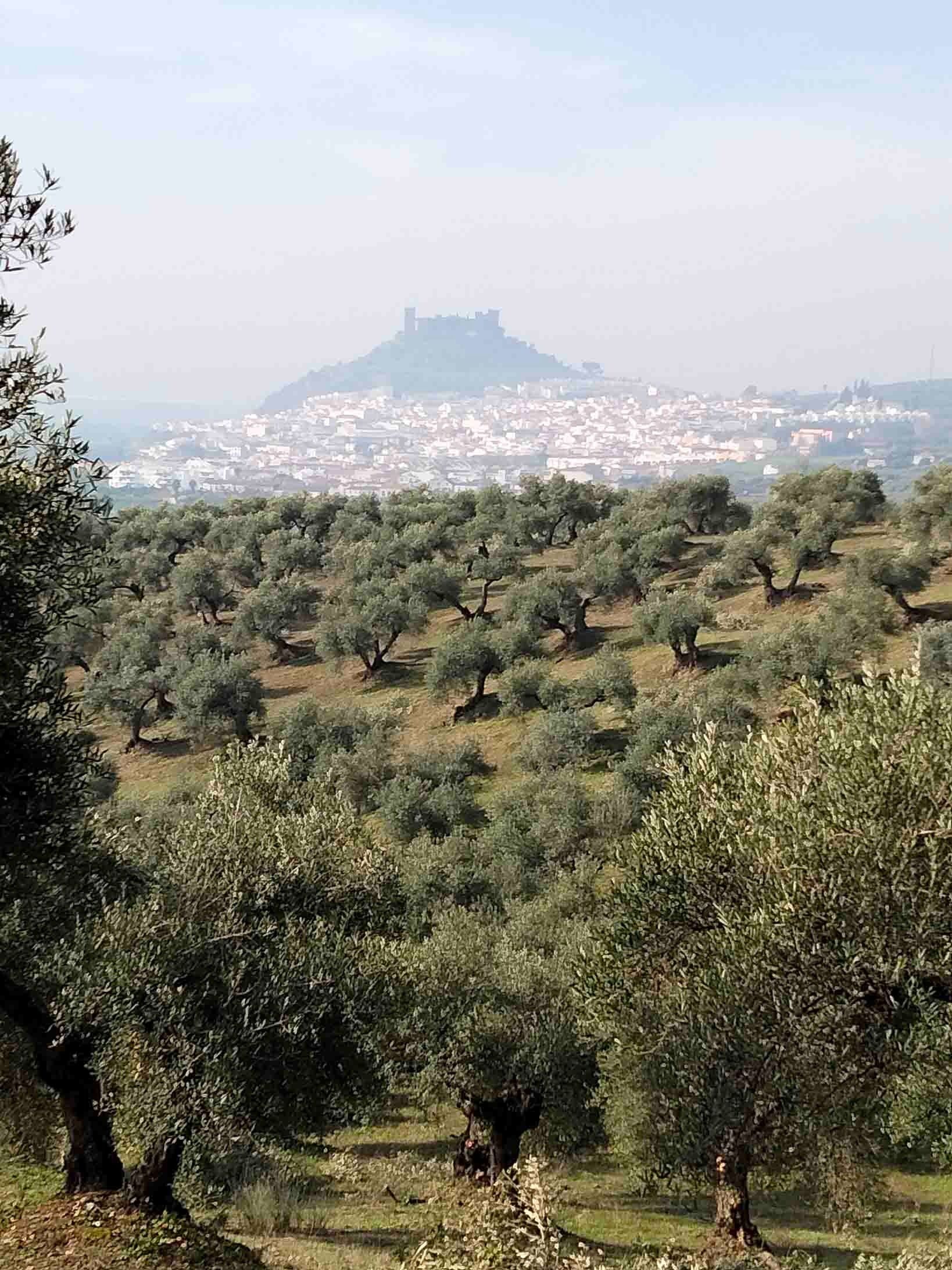 Una vista de una ciudad desde una ladera rodeada de olivos.