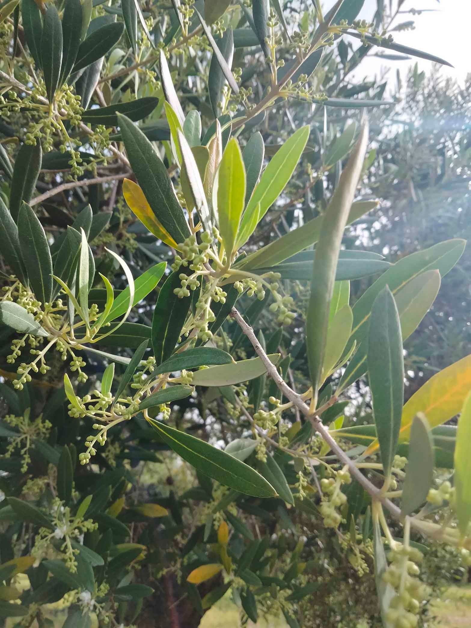Un primer plano de un árbol con muchas hojas y flores.