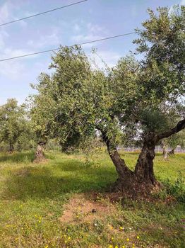 Hay muchos olivos en medio de un campo.
