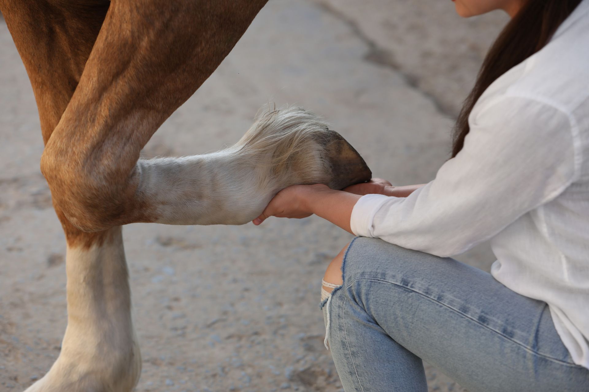Persona examinando la pata de un caballo. La pata es blanca, y la persona lleva vaqueros y camisa blanca.